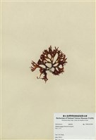 藏品(皺鋸齒藻 )的圖片